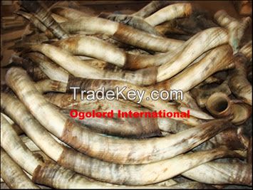 TOP QUALITY COW HORNS (NATURAL WHITE COLOR)