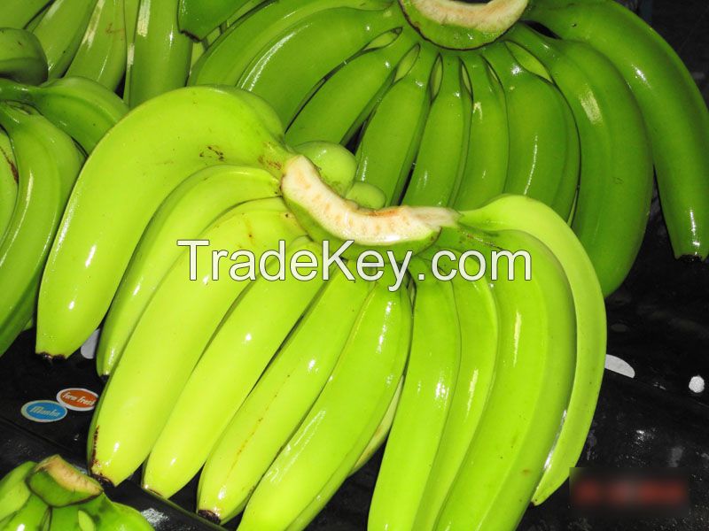 Fresh & Quality Banana For Sell