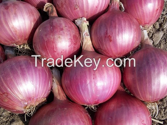 Red Onion