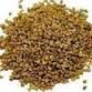 Safed Musli Seed for sell