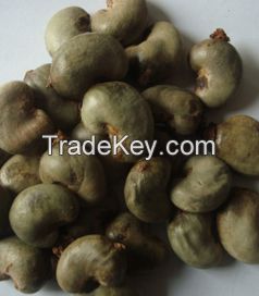 Raw Cashew nuts