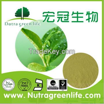 Sell green tea/tea extract/Matcha