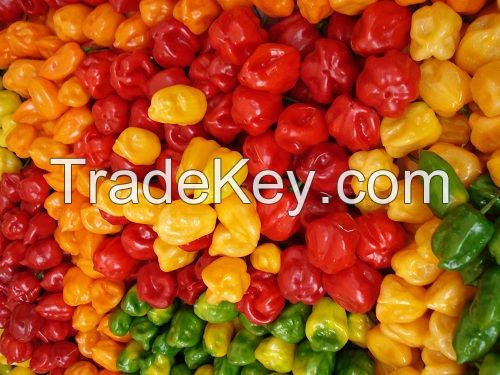 scotch bonnet hot pepper