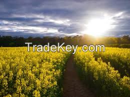 SELL SUNFLOWER COOKING OIL