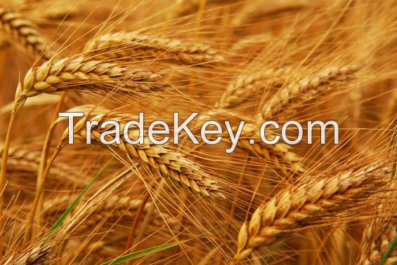 Wheat Refined cooking Oil Barley Buckwheat