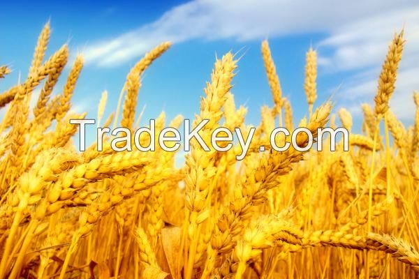 SELL Wheat, Barley, Buckwheat, Yellow and White Corn