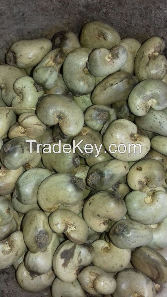 Raw Cashew Nuts 2019 Crop - Burkina Faso origin