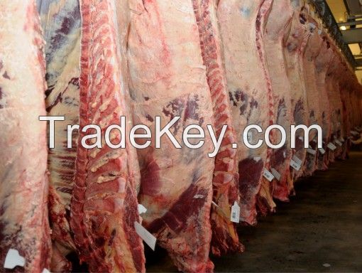 HALAL Frozen Beef whole carcass