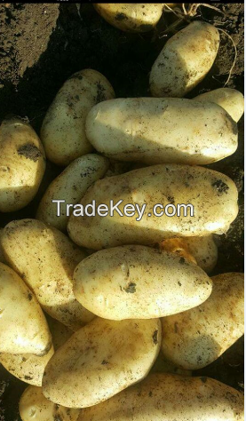 fresh spunta potato for export