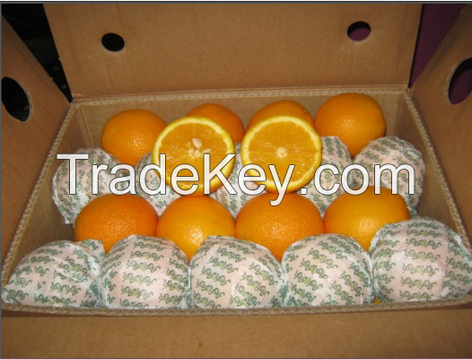 fresh valencia oranges for export