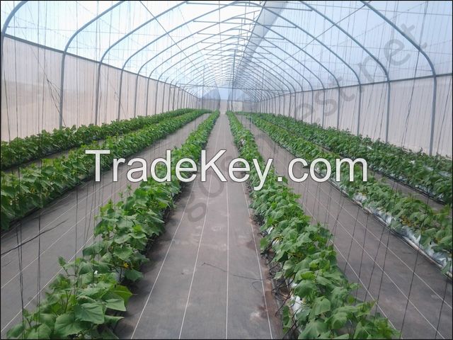 GREEN HOUSE AGRICULTURE UV TREATED FILM