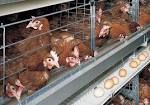 sell   battery cages