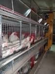 sell   battery cages