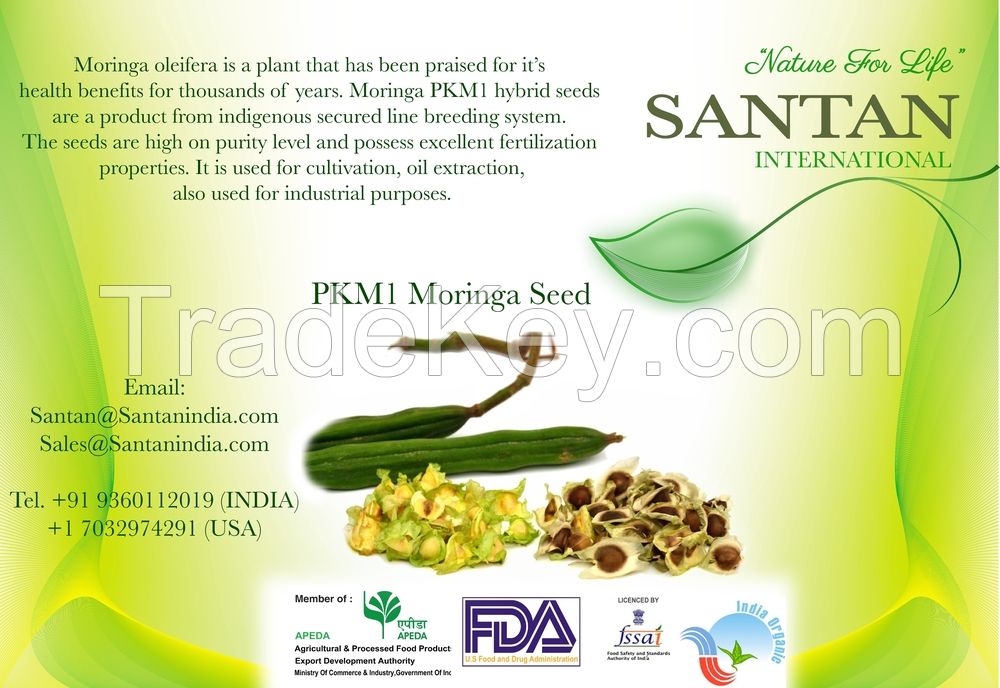 HACCP Certified Moringa Seeds from india
