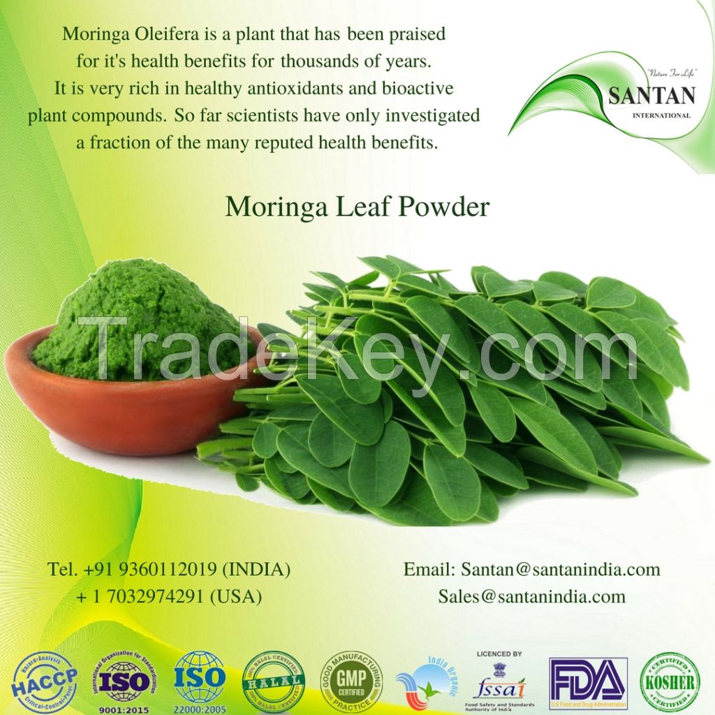 Moringa Leaf powder Herbal Extract Exporters