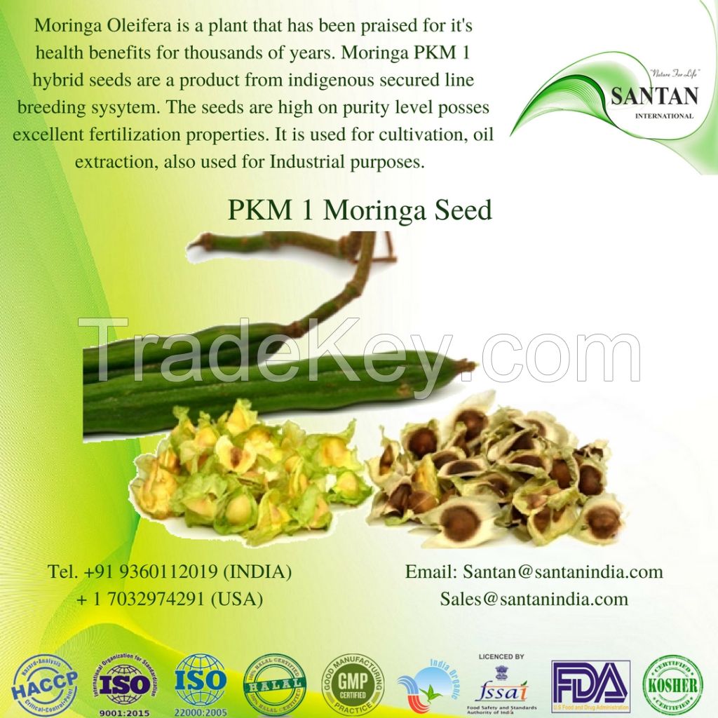 Dried Herbal Extract Moringa Seed Pkm-1