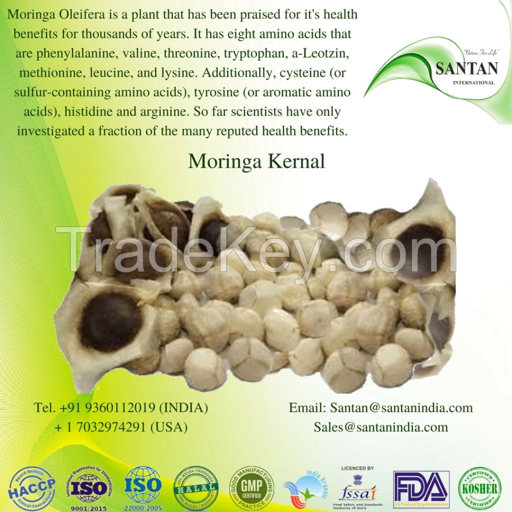 Organic Certified Moringa Seeds Kernel For Export