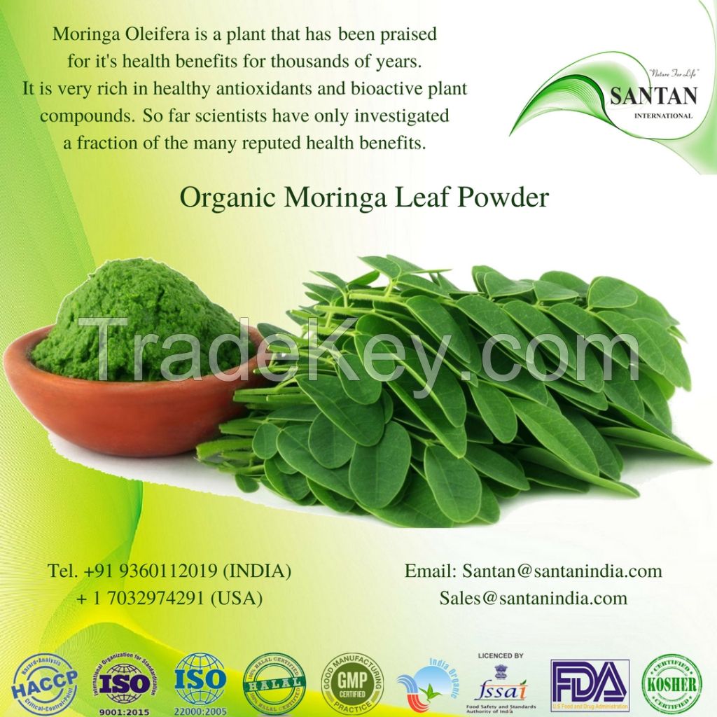 Organic Drumstick Moringa Plant manual dried solar dried Leaves extract powder
