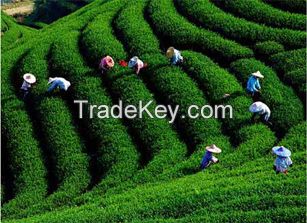 Premium Quality Green Black Tea Selenium-rich tea