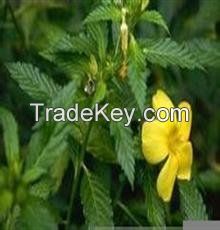 Damiana leaves  for sale