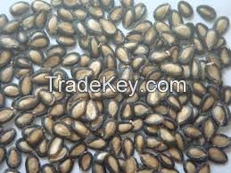 Melon Seeds for sale