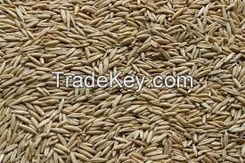 OATS grain for sale