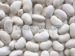 white butter beans for sale