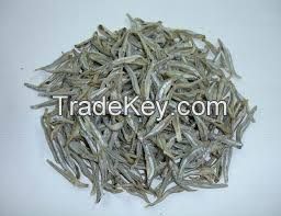 Frozen and dried Anchovy for sale