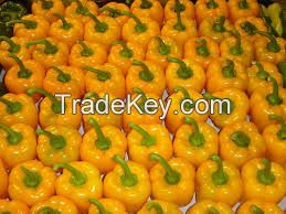 Fresh capsicum for sale