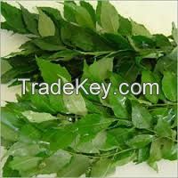 Fresh Curry Leaves for sale