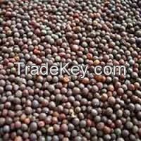 Mustard Seed for sale