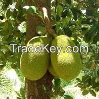 fresh Jack Fruits for sale