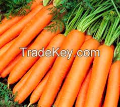 fresh carrots for sale