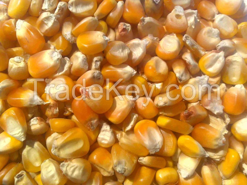 Yellow Maize grade 2