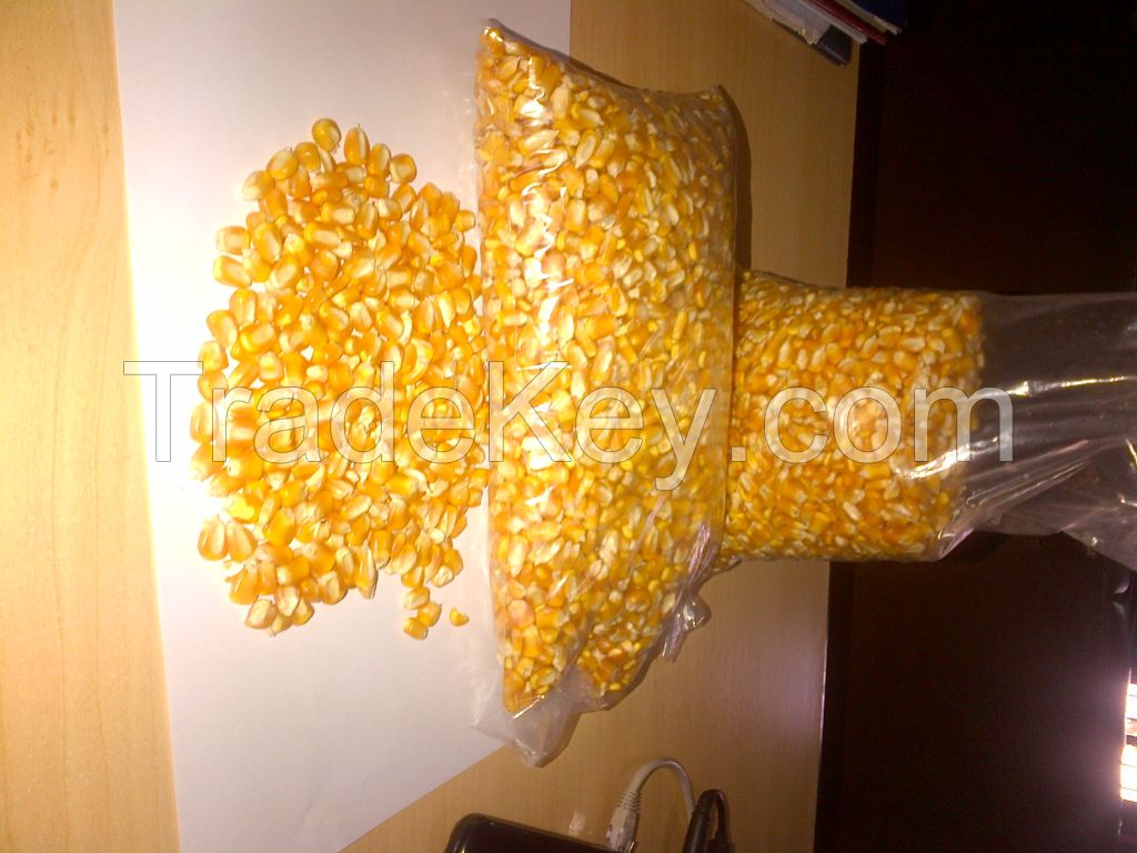 Yellow Corn Grade 2