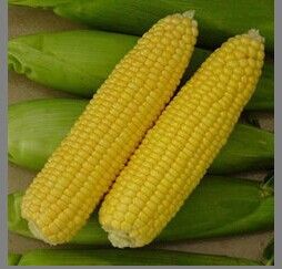 canned sweet corn