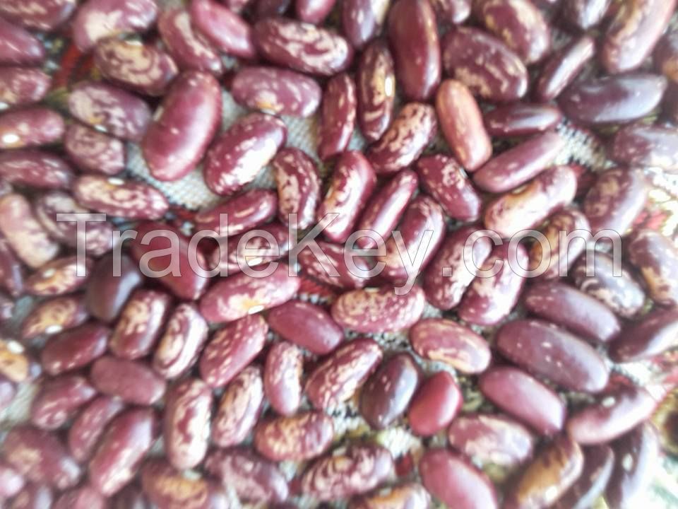 Red  Speckled Kidney beans Sugar Beans and Vigna Beans