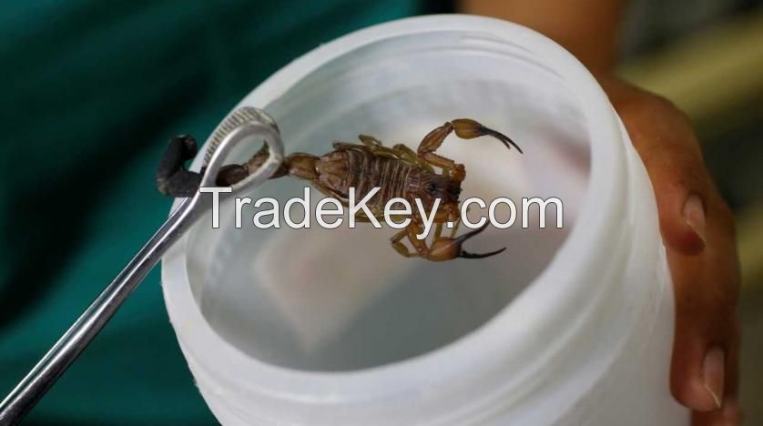 Scorpion venom for sale Snake venom Wasp venom