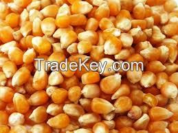 Yellow corn