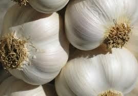 garlic exporter