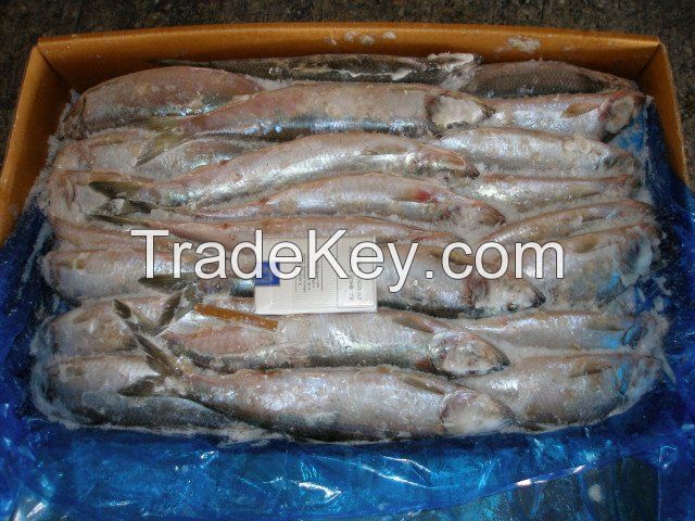 Frozen Makerel fish, Morocco fish, 
