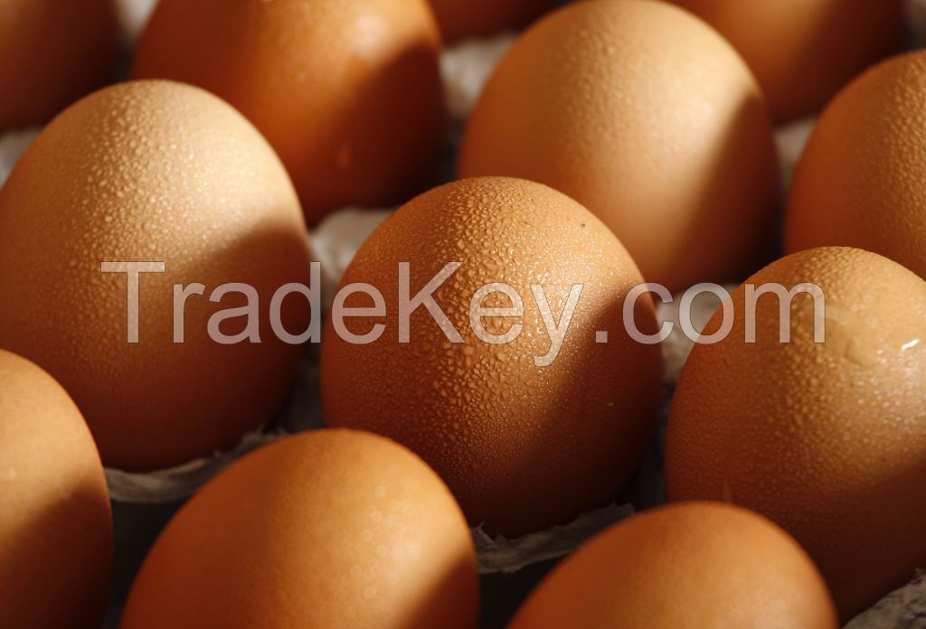 Brown Chicken Eggs