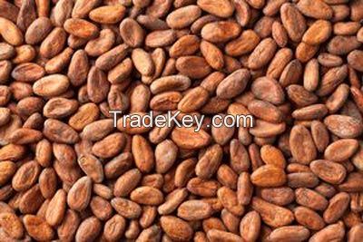 Cacao Beans