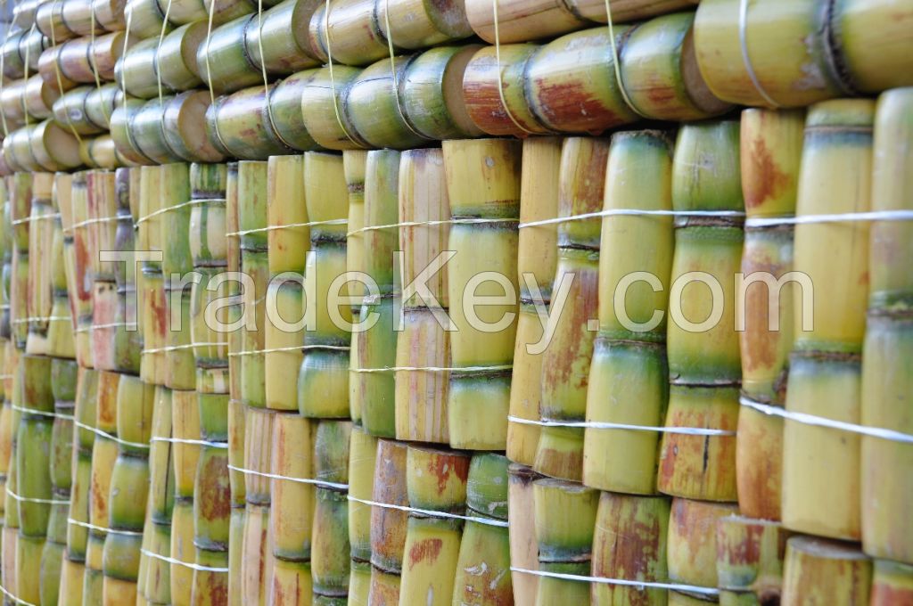 Fresh Sugar Cane