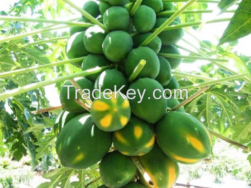 Fresh Fruit Papaya