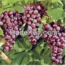 orchard fresh attractive red grape