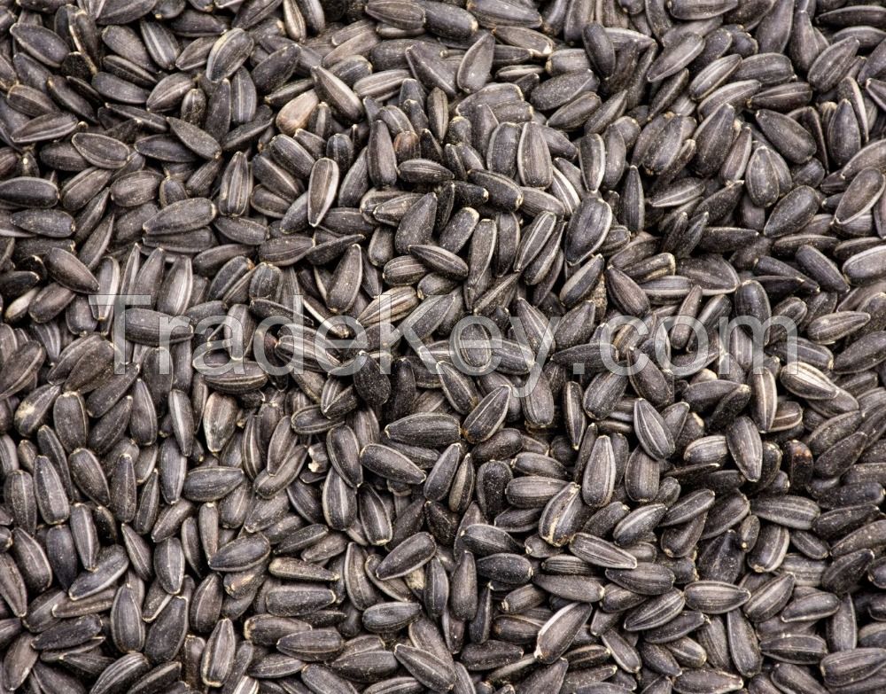 Sunflower Seeds / Sunflower Seed Hulled / Sunflower Kernels