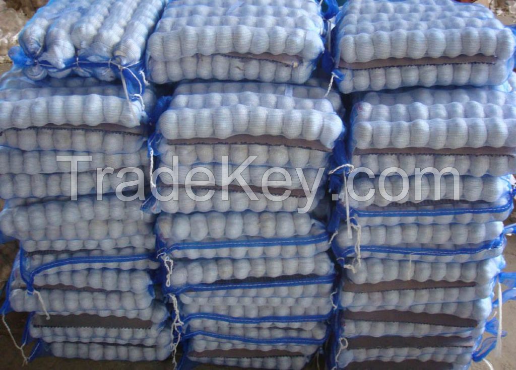 fresh garlic - frozen garlic- high quality and price/ garlic price