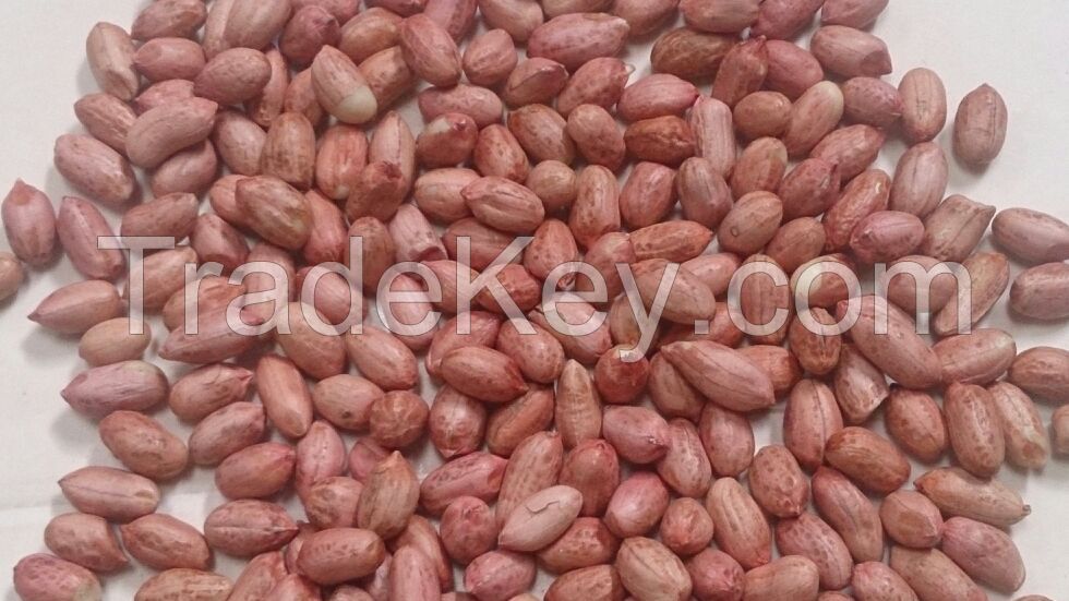 PEANUTS, GROUND NUTS, INDIAN PEANUTS