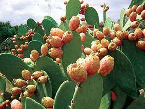 Prickly Pear Seed oil